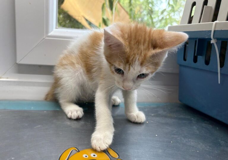 multimedia-foto94271-745-1