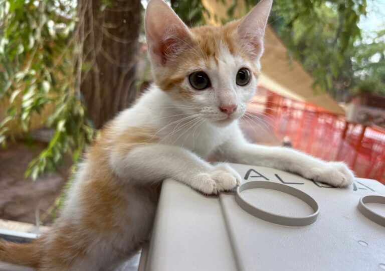 multimedia-foto94272-745-1