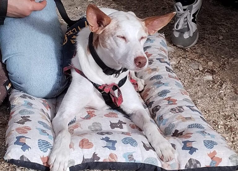 multimedia-foto94300-827-1