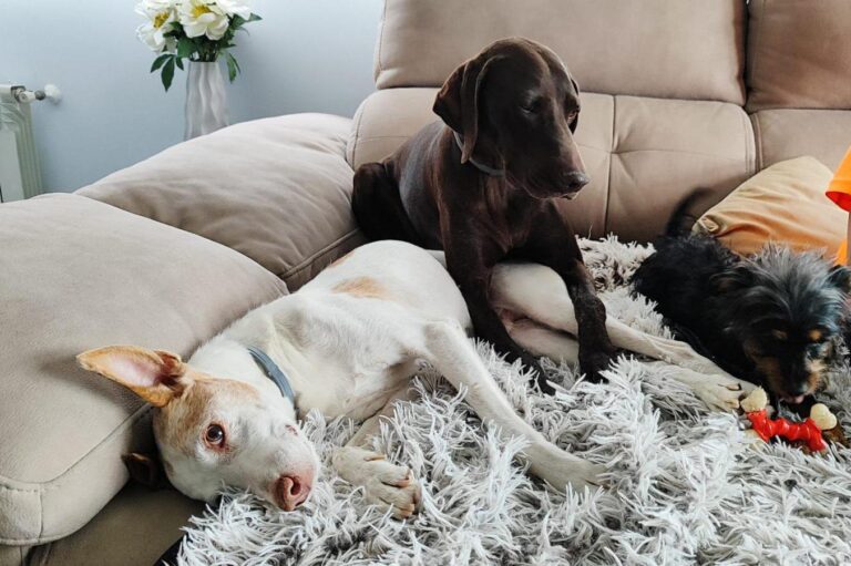 multimedia-foto94302-827-1