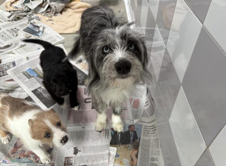 multimedia-foto94315-942-1