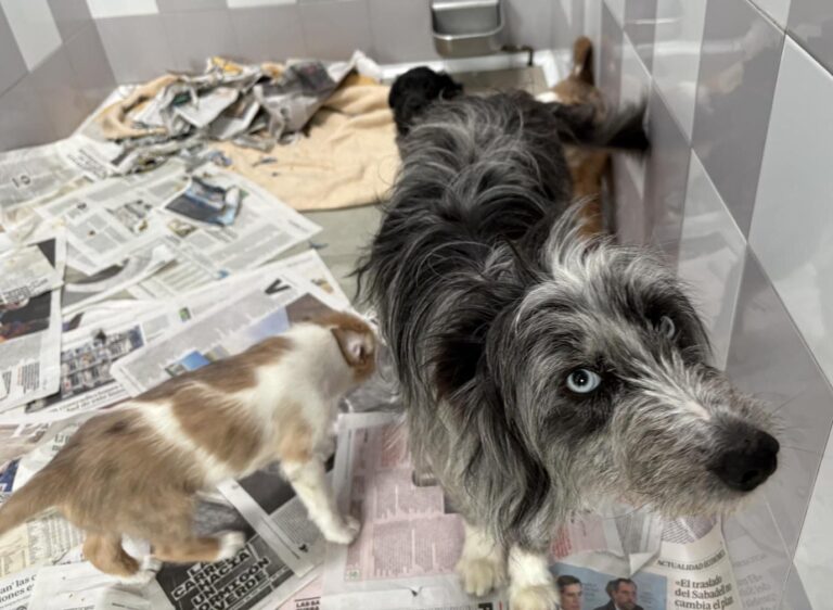 multimedia-foto94317-943-1