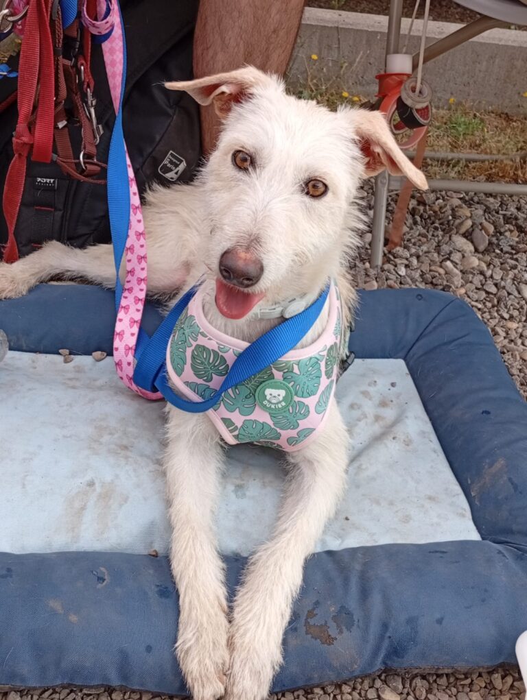 multimedia-foto94373-804-1