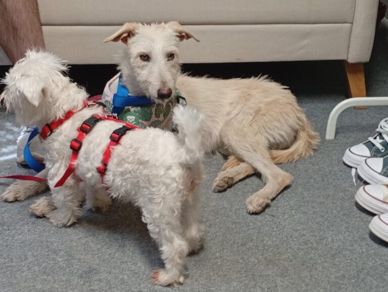 multimedia-foto94375-806-1