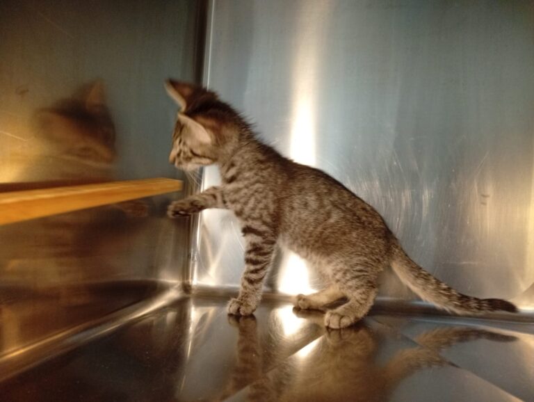 multimedia-foto94387-643-1