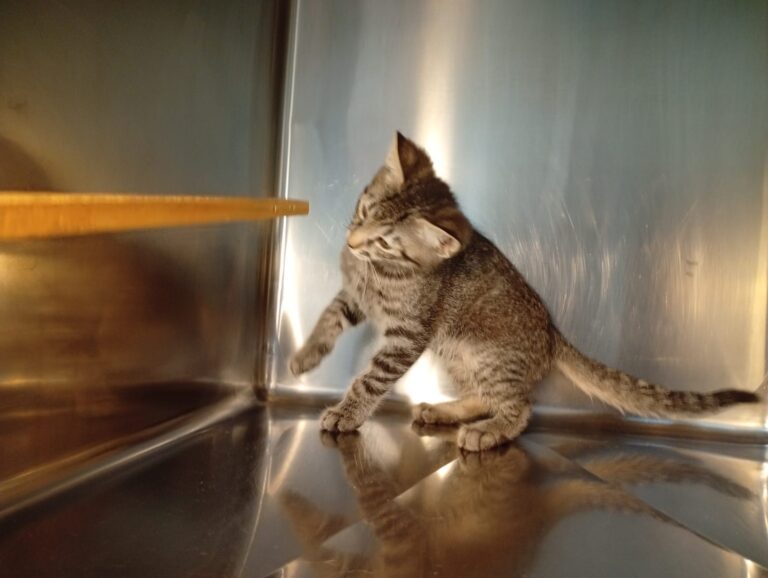 multimedia-foto94388-644-1