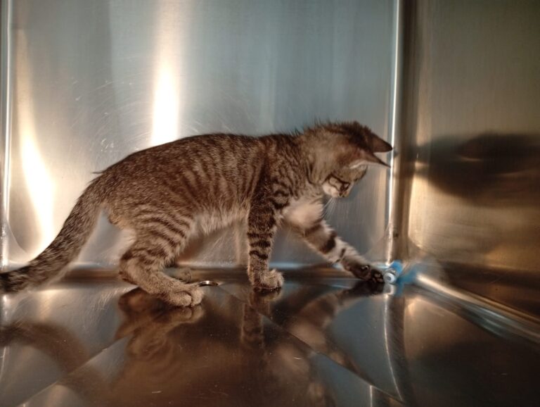 multimedia-foto94389-644-1