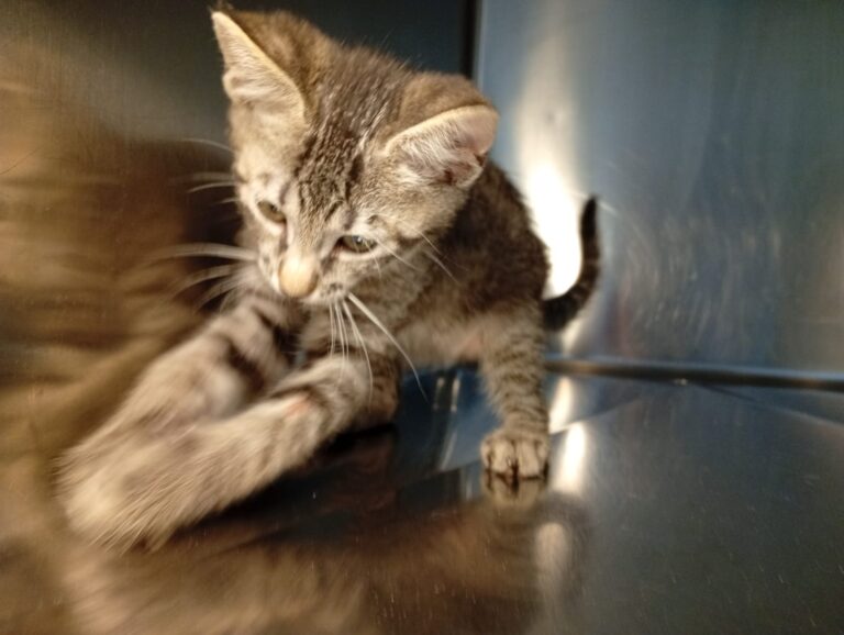 multimedia-foto94390-644-1