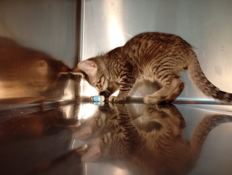 multimedia-foto94391-644-1