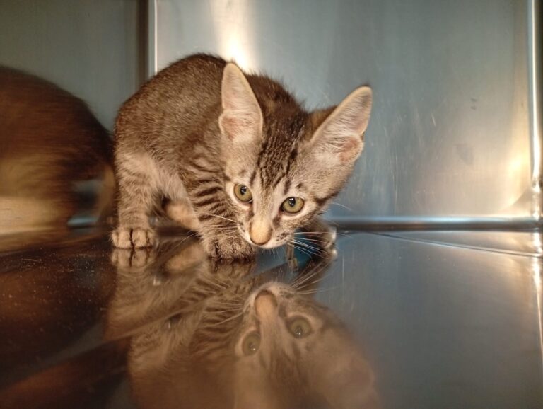 multimedia-foto94392-645-1