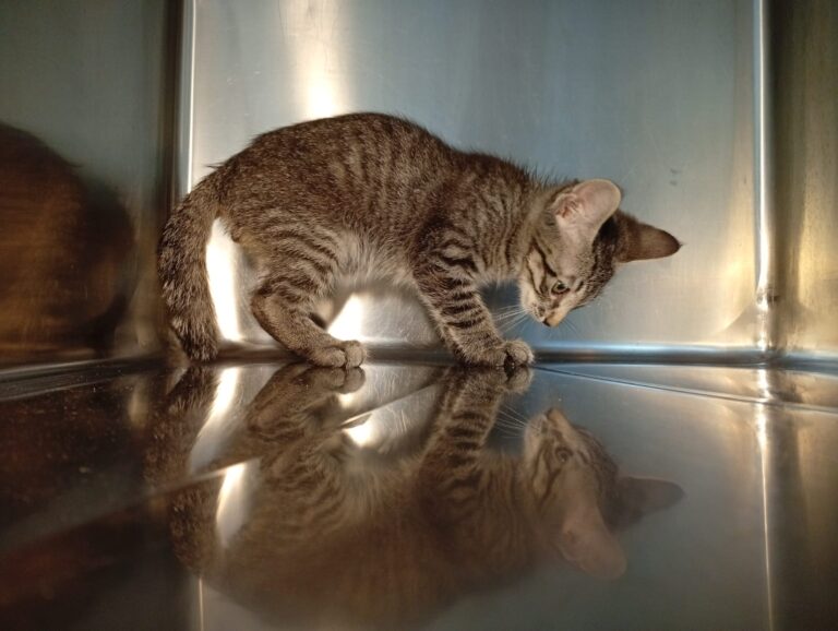 multimedia-foto94393-645-1