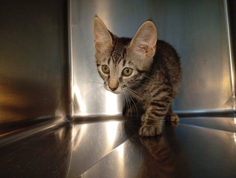 multimedia-foto94394-645-1