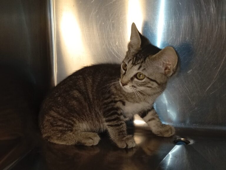 multimedia-foto94395-737-1