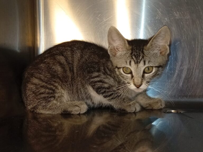 multimedia-foto94398-738-1