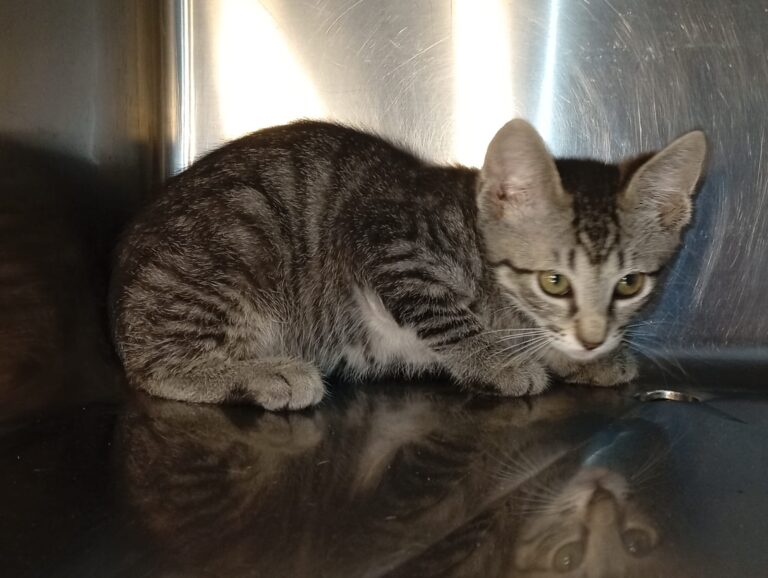 multimedia-foto94399-738-1