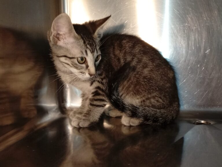 multimedia-foto94401-739-1