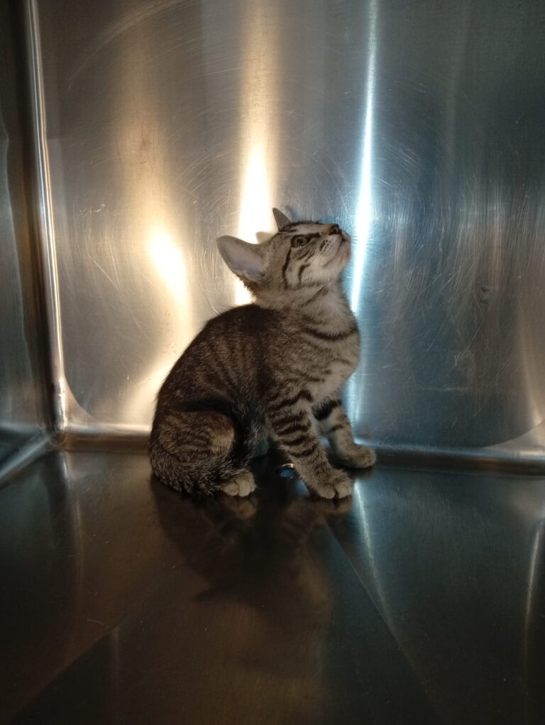 multimedia-foto94403-739-1