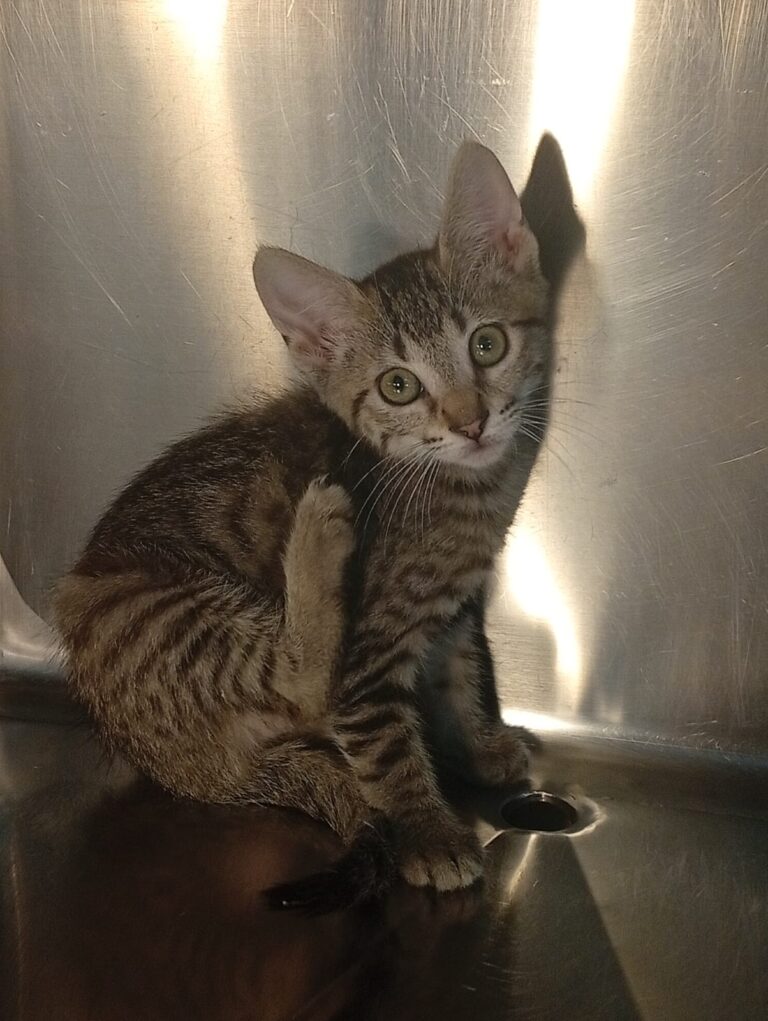 multimedia-foto94405-827-1