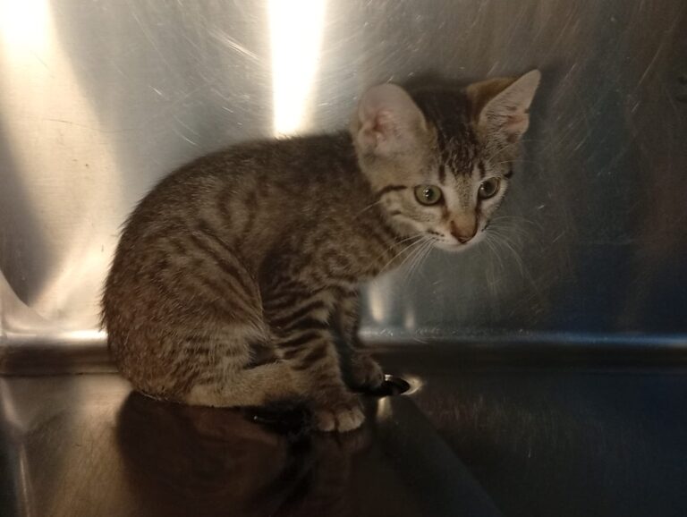 multimedia-foto94413-830-1