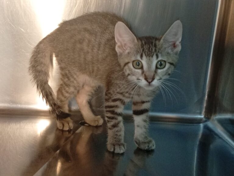 multimedia-foto94415-831-1