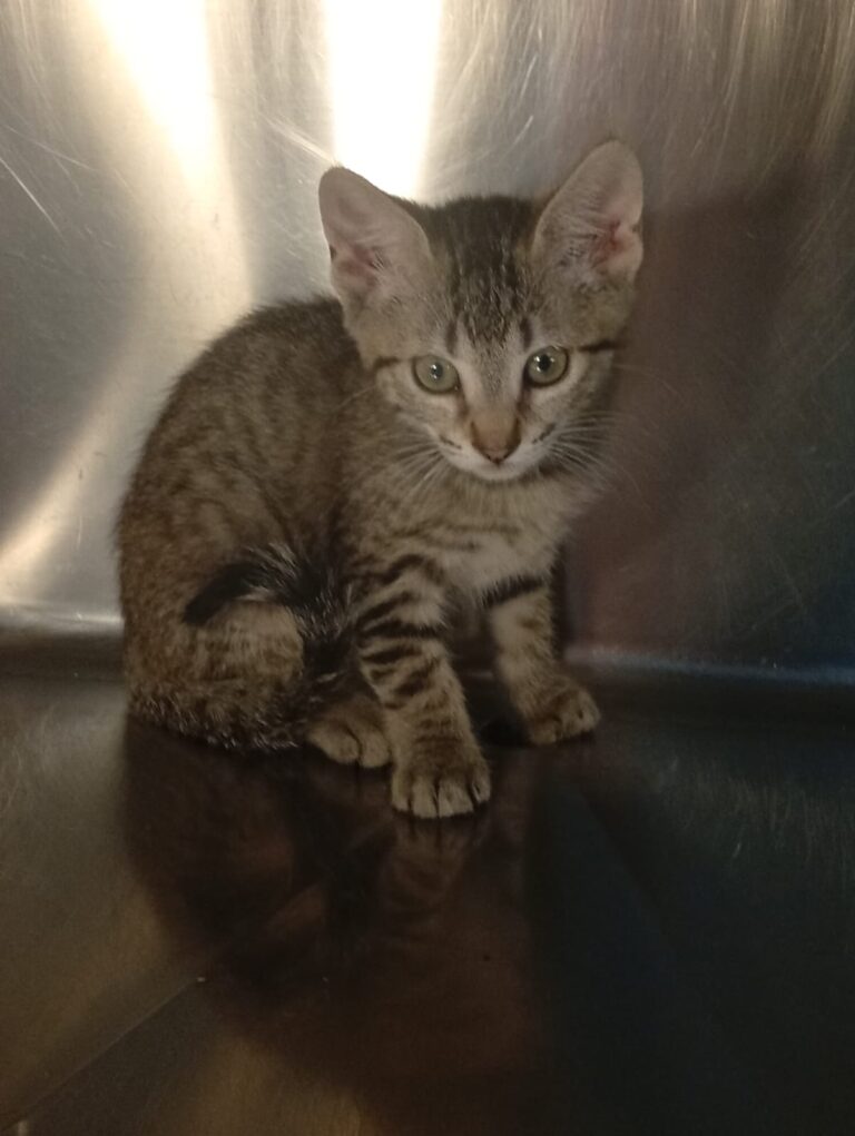 multimedia-foto94416-831-1