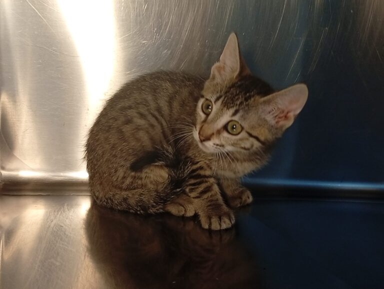 multimedia-foto94417-832-1