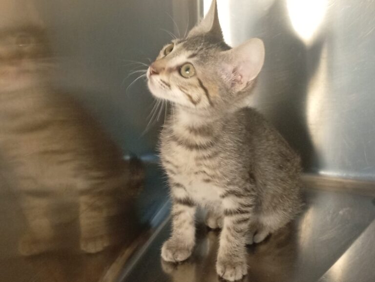 multimedia-foto94418-832-1