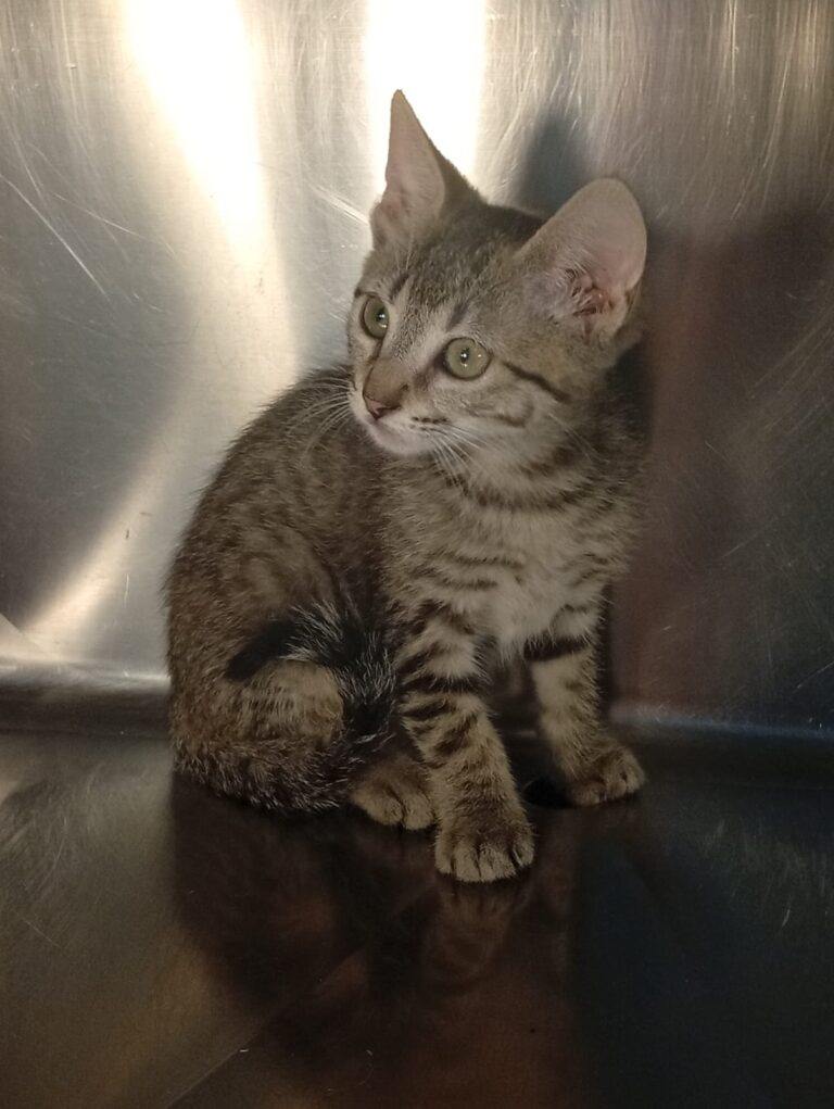 multimedia-foto94419-832-1