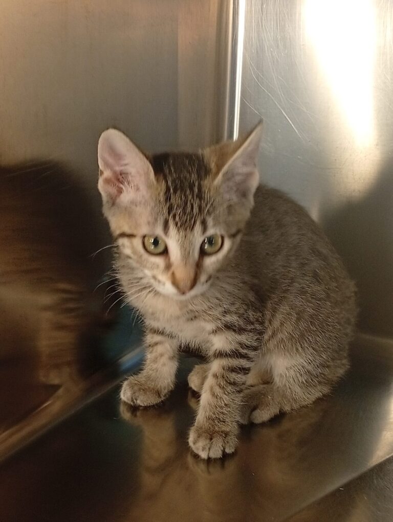 multimedia-foto94420-832-1