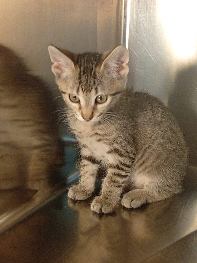 multimedia-foto94421-833-1