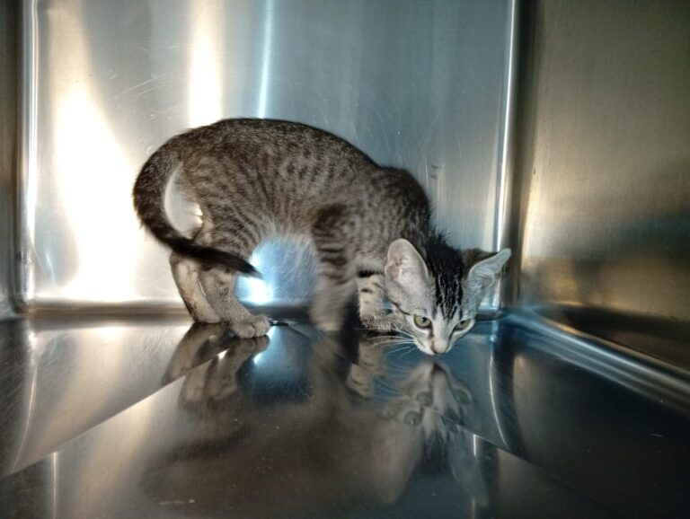 multimedia-foto94422-920-1