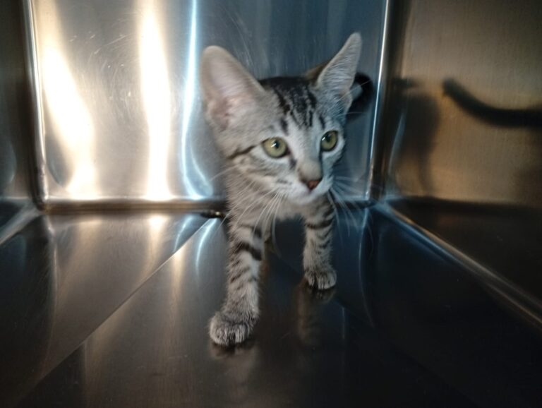 multimedia-foto94423-921-1