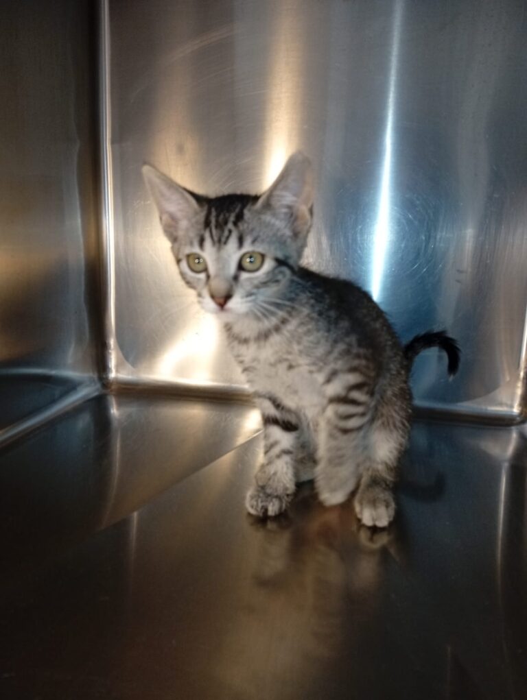 multimedia-foto94424-921-1