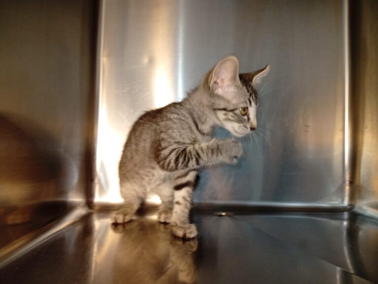 multimedia-foto94425-921-1