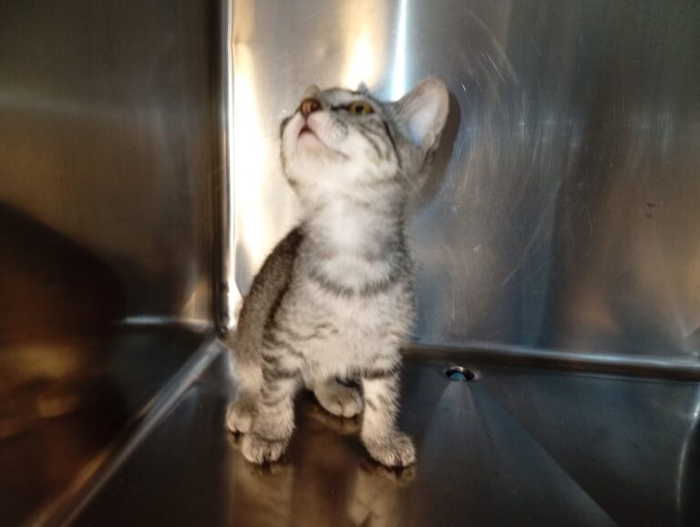 multimedia-foto94426-922-1