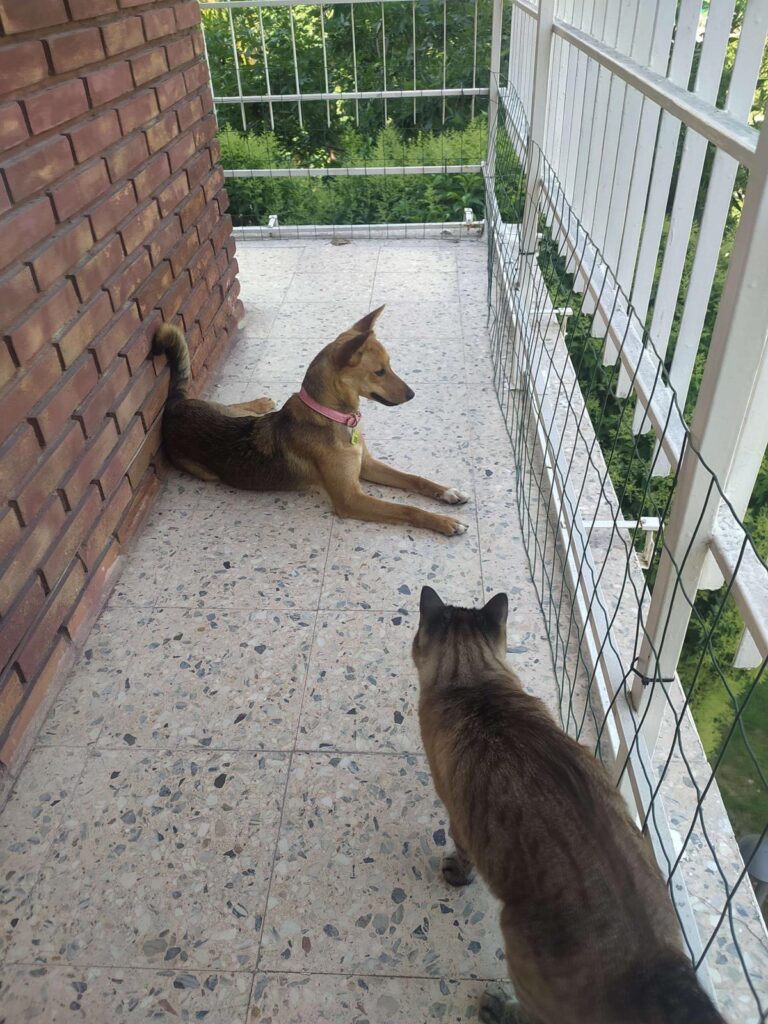 multimedia-foto94430-8-1