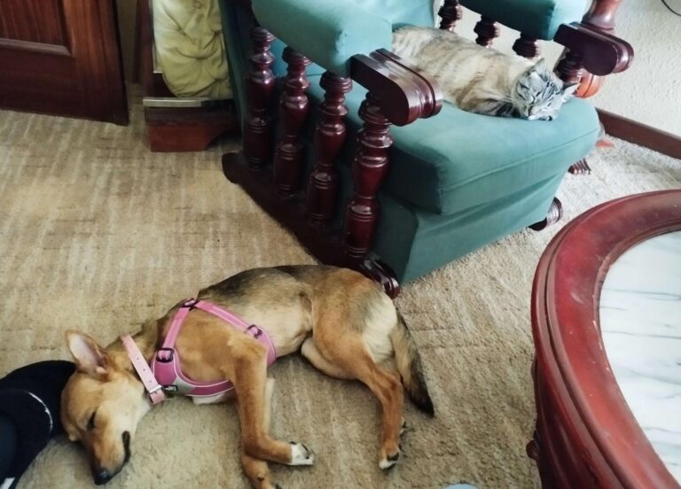 multimedia-foto94431-9-1