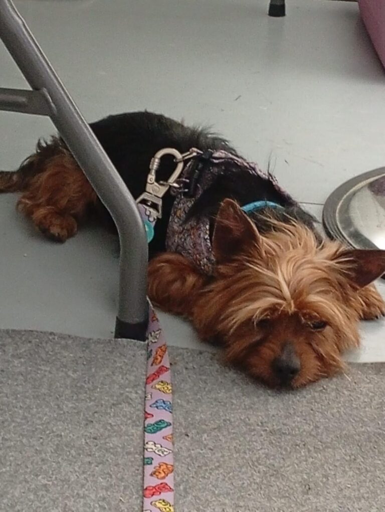 multimedia-foto94450-407-1