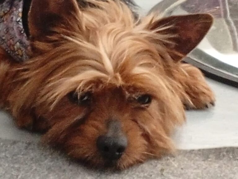 multimedia-foto94452-408-1