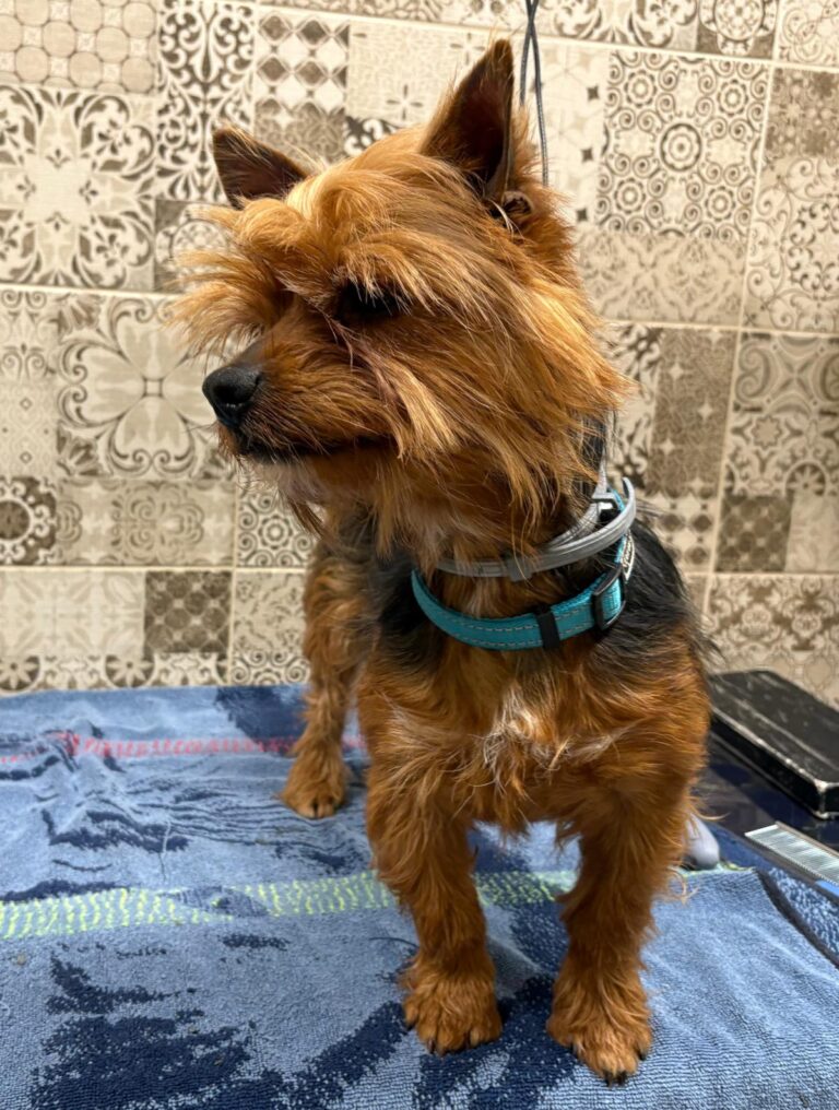 multimedia-foto94453-408-1