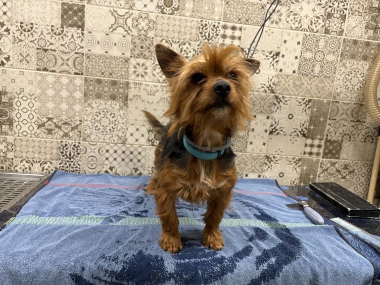 multimedia-foto94454-408-1