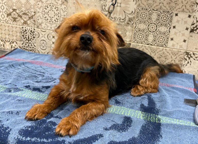 multimedia-foto94455-408-1