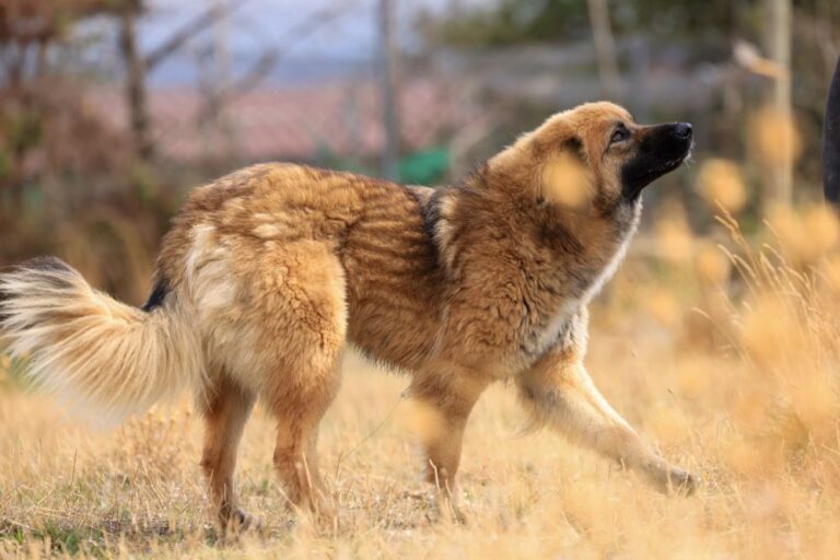 multimedia-foto94466-868-1