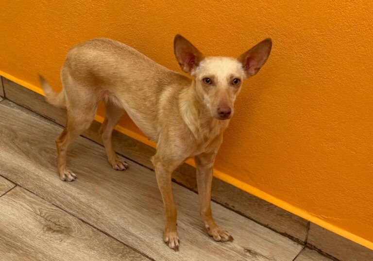 multimedia-foto94470-266-1