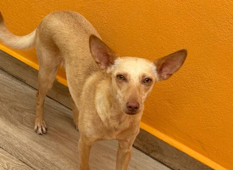 multimedia-foto94472-266-1