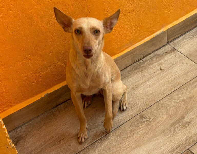 multimedia-foto94473-267-1