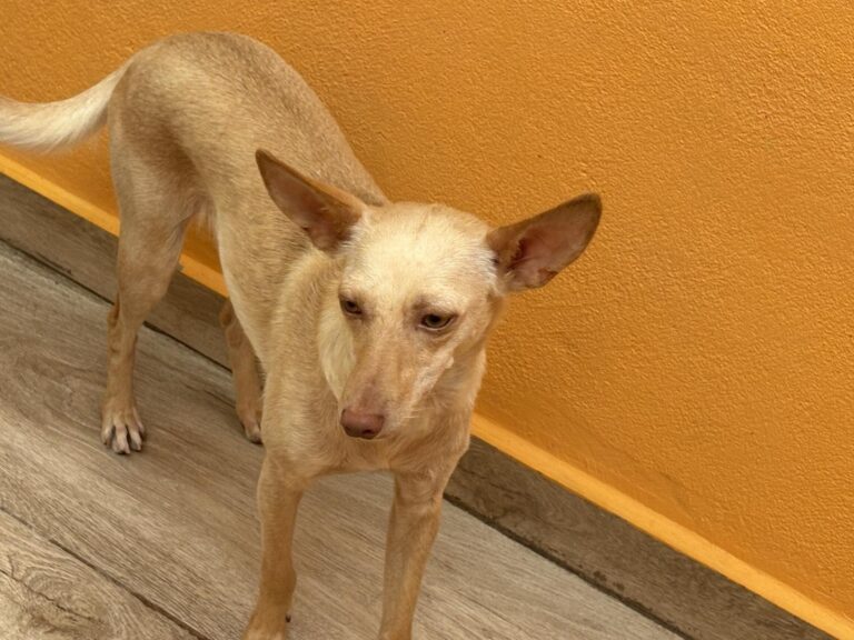 multimedia-foto94475-267-1