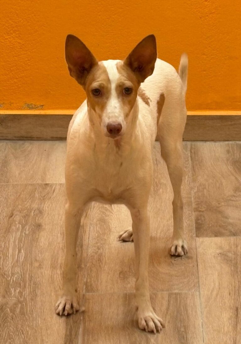 multimedia-foto94477-394-1