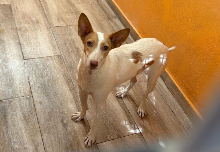 multimedia-foto94478-395-1