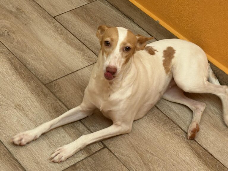 multimedia-foto94479-395-1